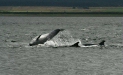 Bottlenose Dolphin